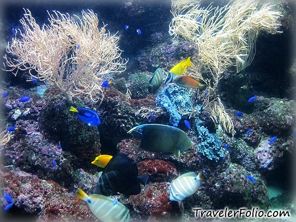 wallpaper aquarium. coral-reef-aquarium