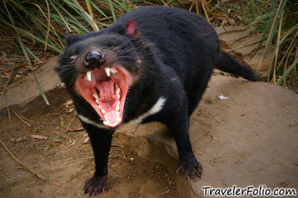 Angry Tasmanian Devil