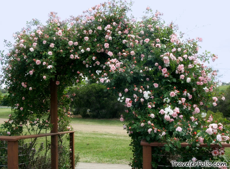 rose flower garden wallpaper. Rose garden at Sorell Fruit