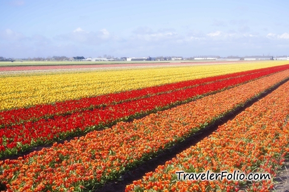 Keukenhof 2019, Tulip Fields, Zaanse Schans Windmills, Amsterdam 