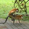 animal-monkeys-sex