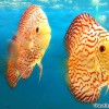 aquarium-discus-fish