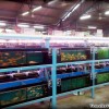 aquarium-fish-tank