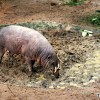 babirusa