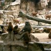 baboon-valley