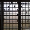 birds-window