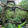 black-monkey-zoo
