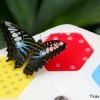 butterfly-effect