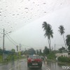 cats-dogs-rainy-day