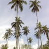 coconut_trees