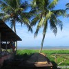 coconut_trees_seaside