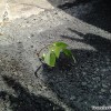 concrete_plant