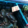 crabs