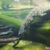 crocodile-attack