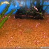 crystal-red-shrimp