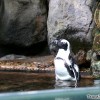 cute-penguin