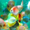 discus-fish