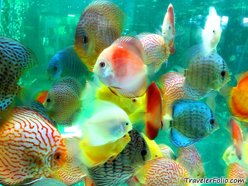 beautiful fishes wallpaper. amazingly eautiful fishes