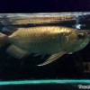 dragon-fish-arowana