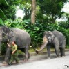 elephant-walk
