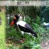 emu-cassowary