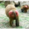 ethiopia-baboon