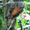 feed-monkey