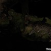 fishing-cat-trail