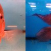flowerhorn-lohan-fish