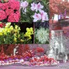 flowers-yangmingshan-national-park-taipei