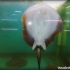 fresh-water-ray-fish