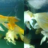 freshwater-aquarium