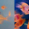 freshwater-aquarium-fish