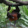 fruit-bat