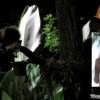 giant-flying-squirrel