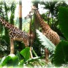 giraffe