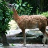 guanaco