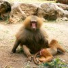 hamadryas-baboon