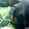 hippo-singapore-zoo