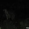 hyena-at-night-zoo-picture