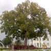 ipoh-tree