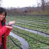 japan_daioh_wasabe_farm