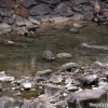 japan_takayama_crane_fish