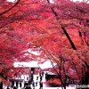 kiyomizudera_kyoto_autumn_leaves_21