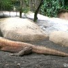 komodo-dragon