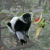 lemur-photo