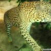 leopard-habitat