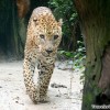 leopard-picture