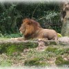 lion-king