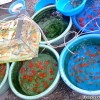 live-fish-stall